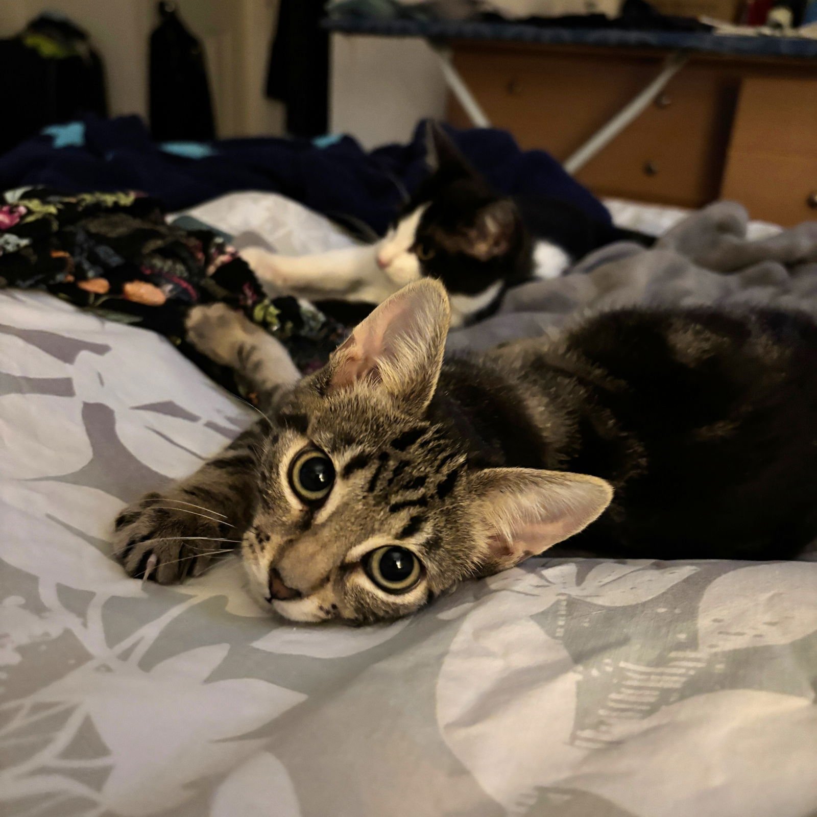 Solo & Scorpius - Photo 5