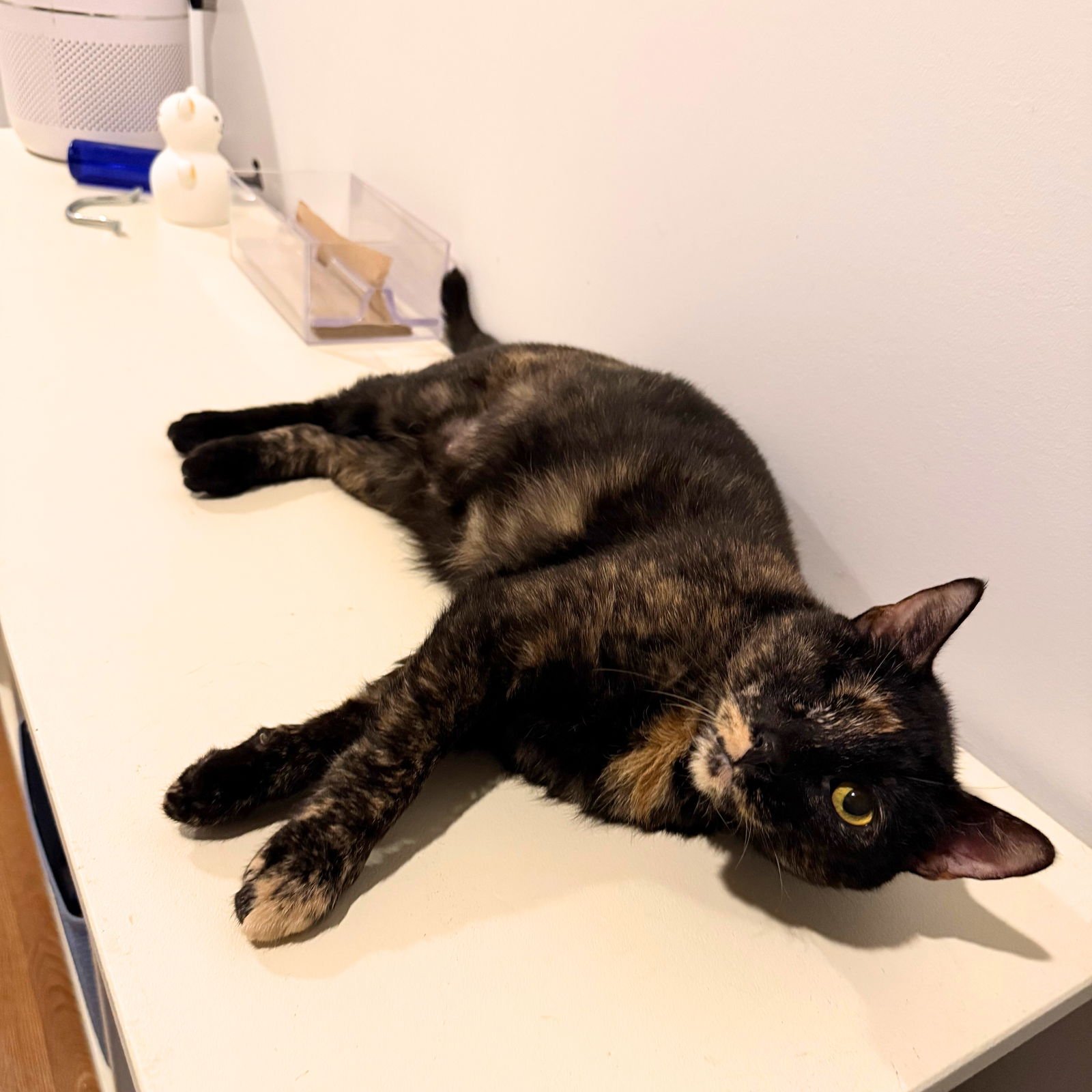 BIRKEN - Domestic Short Hair available for adoption