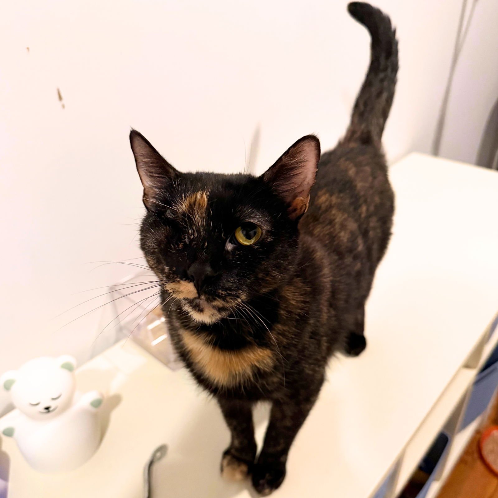 BIRKEN - Domestic Short Hair available for adoption