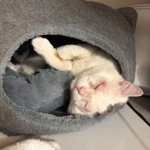 STUFFING - Domestic Short Hair available for adoption