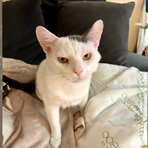 STUFFING - Domestic Short Hair available for adoption