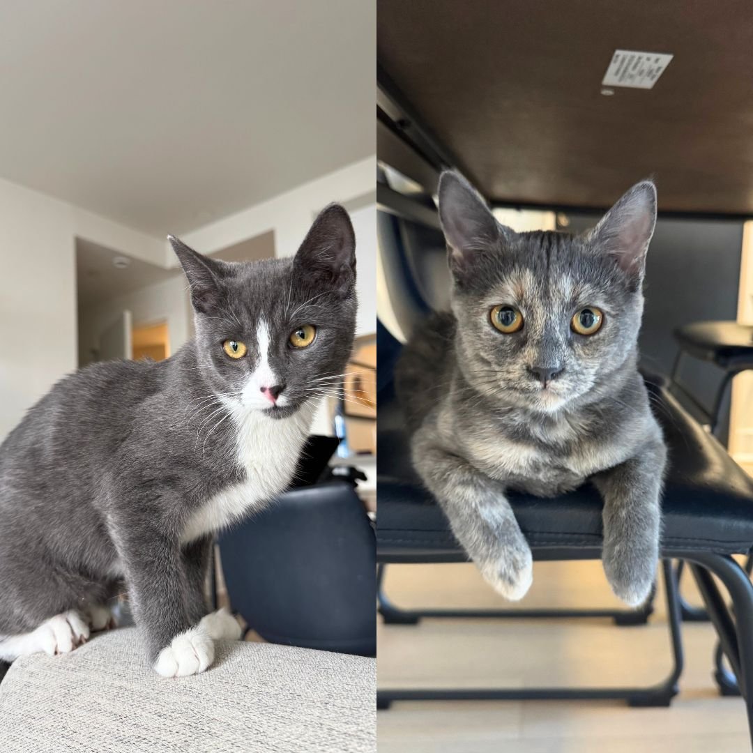 BISCUIT & TEMPEST - Domestic Short Hair available for adoption
