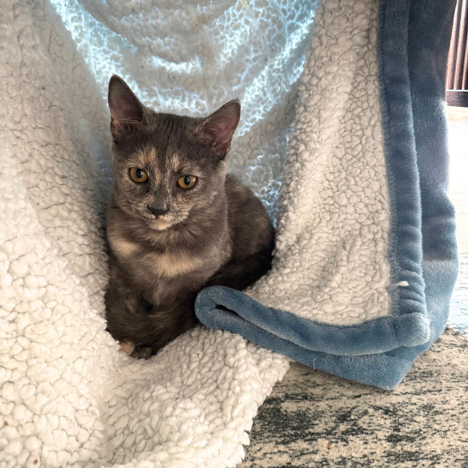 BISCUIT & TEMPEST - Domestic Short Hair available for adoption