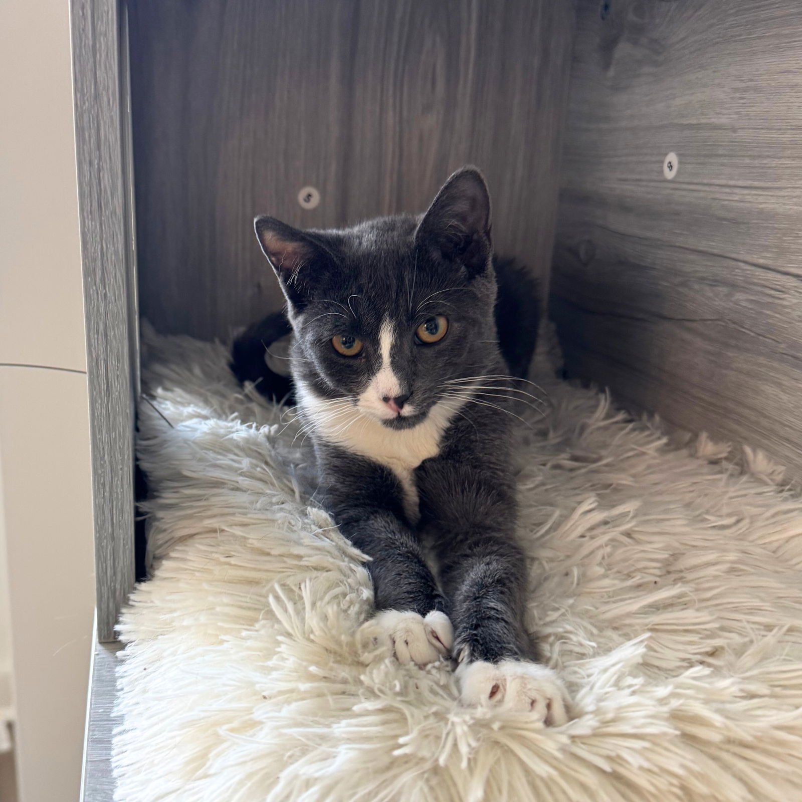 Biscuit & Tempest - Photo 3