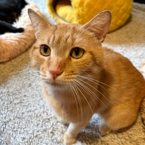 MANGROVE - Domestic Short Hair available for adoption
