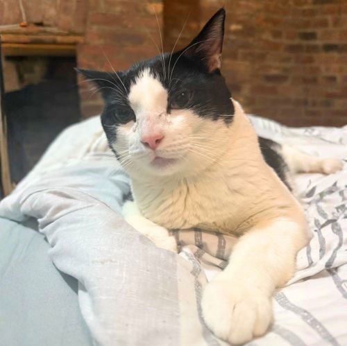 ZANZIBAR - Domestic Short Hair available for adoption