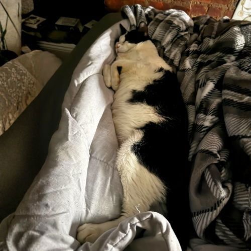 ZANZIBAR - Domestic Short Hair available for adoption