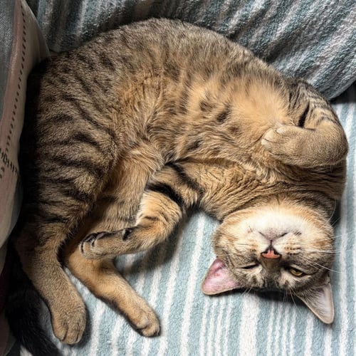 CURMUDGEON - Domestic Short Hair available for adoption