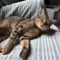 Curmudgeon - Photo 4