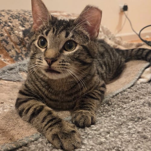 FLUFFY - Domestic Short Hair available for adoption