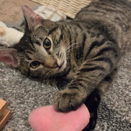 FLUFFY - Domestic Short Hair available for adoption