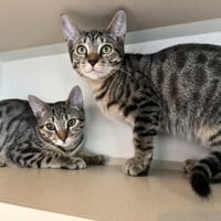 Millipede & Junebug - Photo 2