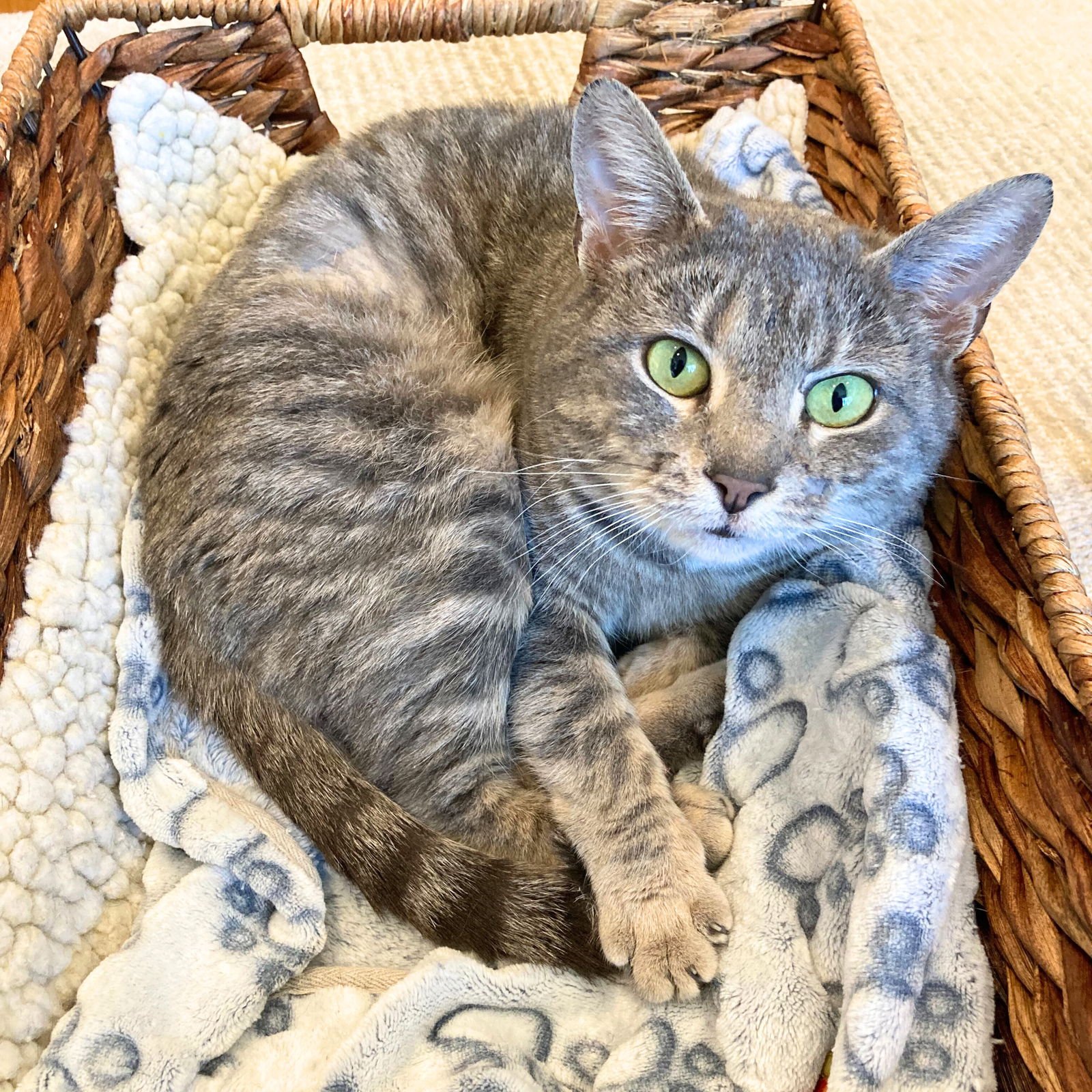 FLYING SPAGHETTI MONSTER - Domestic Short Hair available for adoption