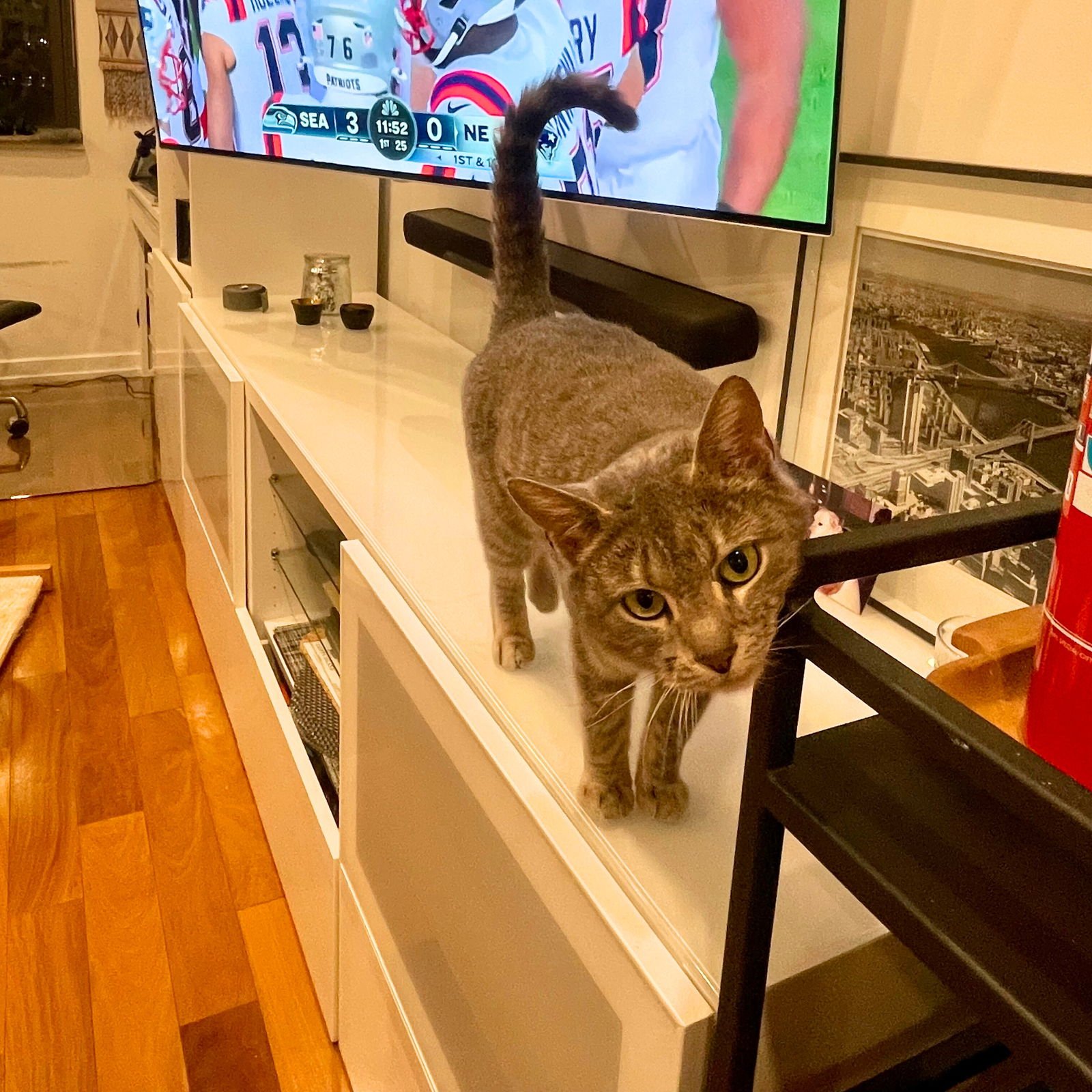 FLYING SPAGHETTI MONSTER - Domestic Short Hair available for adoption