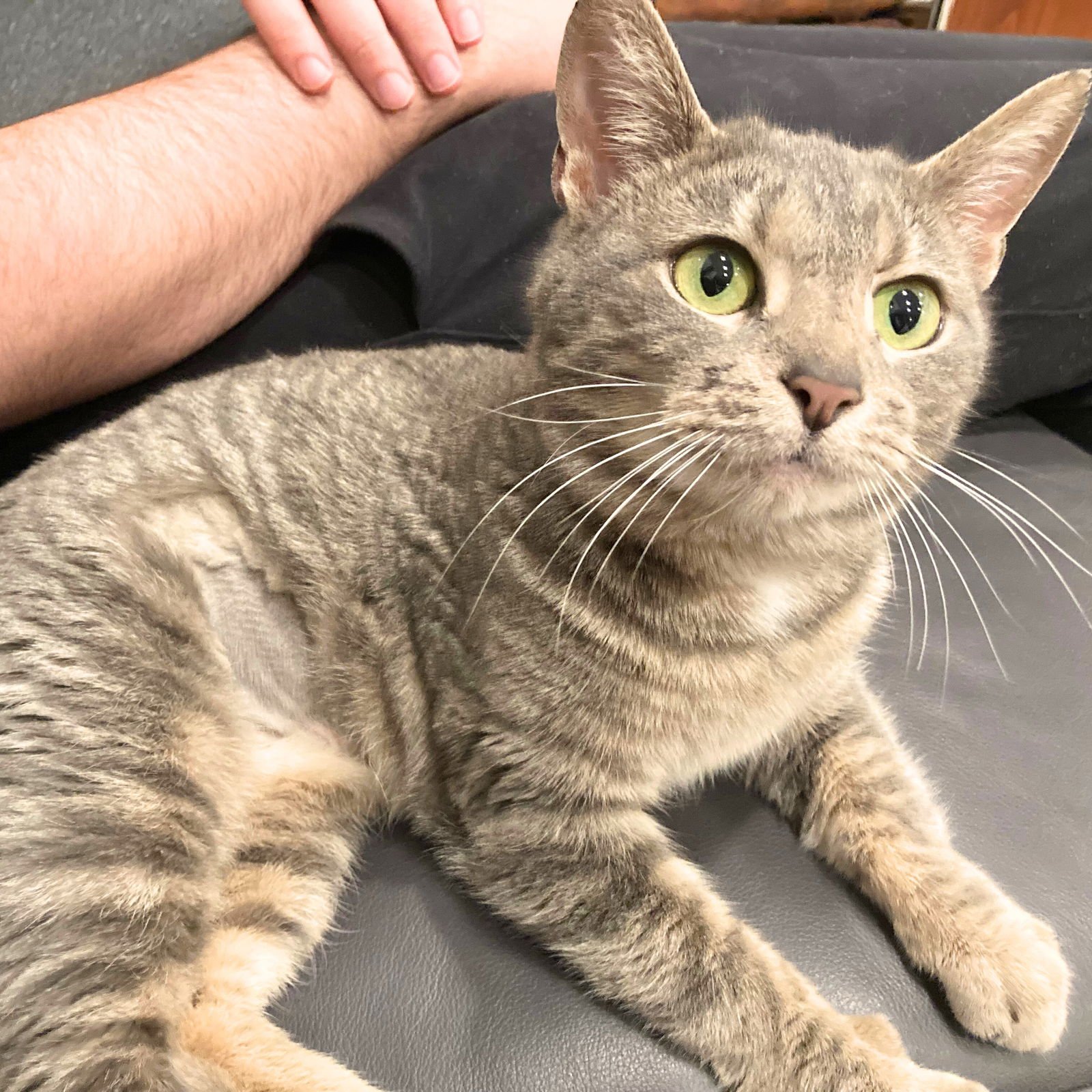 Flying Spaghetti Monster - Photo 3