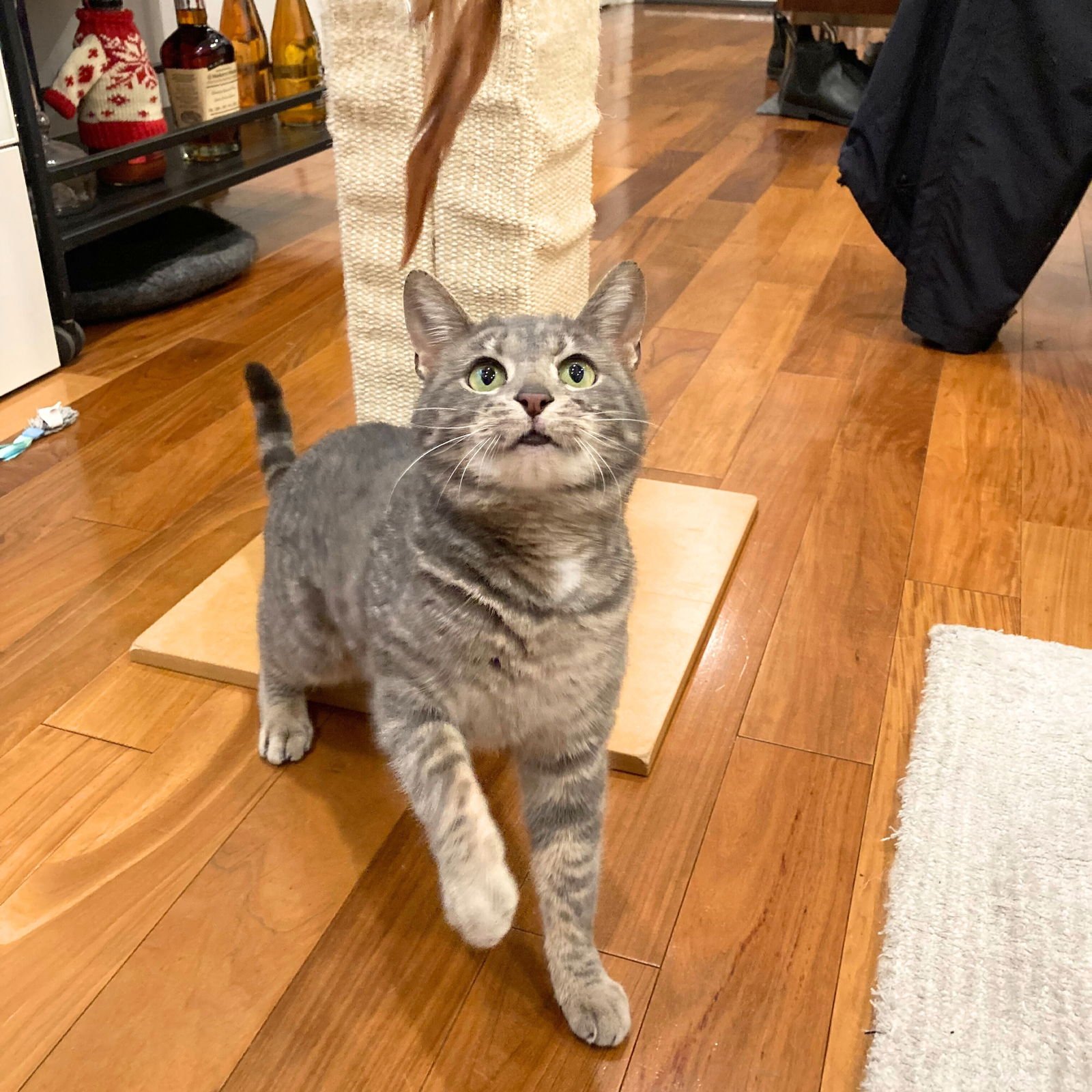 Flying Spaghetti Monster - Photo 4