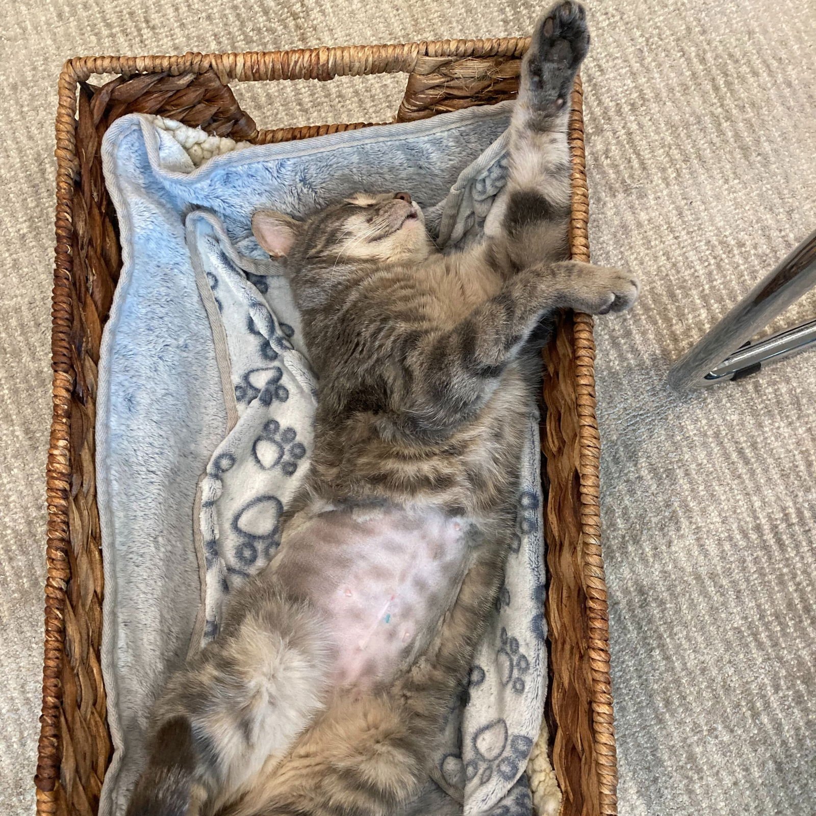 Flying Spaghetti Monster - Photo 5