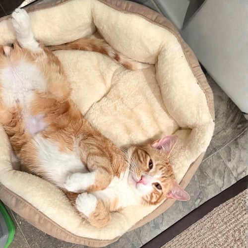 MOUNTAIN DEW - Domestic Short Hair available for adoption