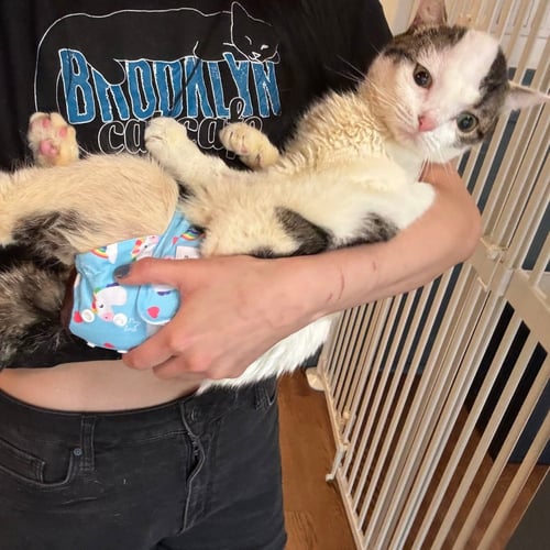 CLAM - Domestic Short Hair available for adoption