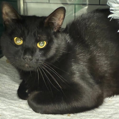 BIG GULL - Domestic Short Hair available for adoption