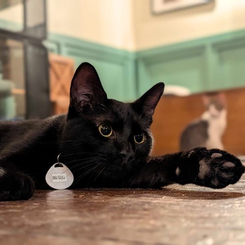 BIG GULL - Domestic Short Hair available for adoption