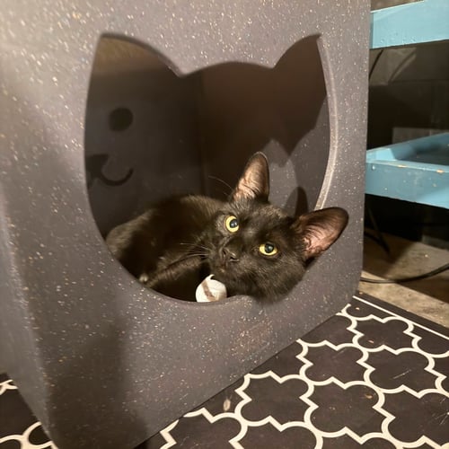 BIG GULL - Domestic Short Hair available for adoption