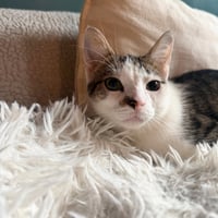 Tzatziki - Photo 2