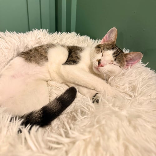TZATZIKI - Domestic Short Hair available for adoption