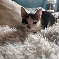 Tzatziki - Photo 3