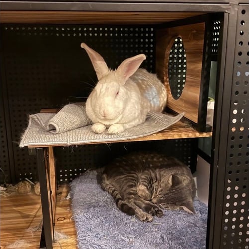 BROOKLYN BARGE - Domestic Short Hair available for adoption