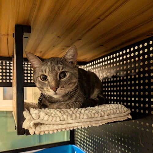 BROOKLYN BARGE - Domestic Short Hair available for adoption