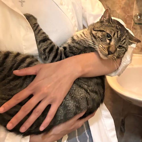 PUFFIN - Domestic Short Hair available for adoption