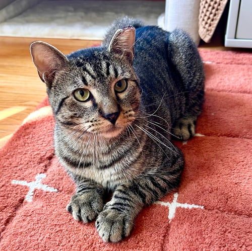 PUFFIN - Domestic Short Hair available for adoption