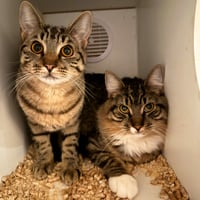 Chaos & Sheba - Photo 1
