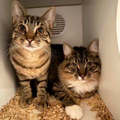 CHAOS & SHEBA - Domestic Medium Hair available for adoption