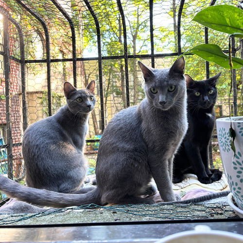 RACKET - Domestic Short Hair available for adoption