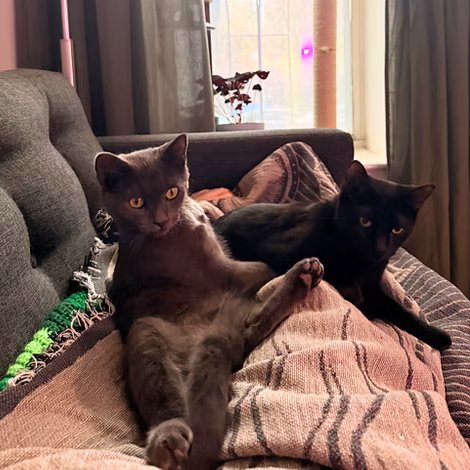 OBIE & SLINKY - Domestic Short Hair available for adoption