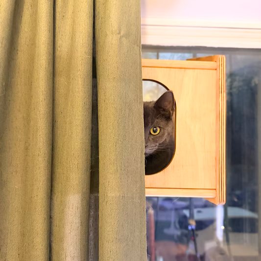 Obie & Slinky - Photo 4