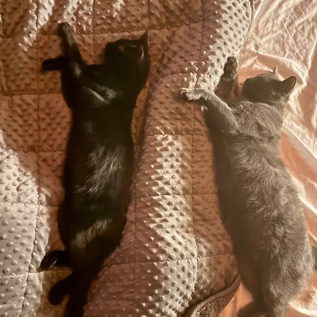 Obie & Slinky - Photo 7