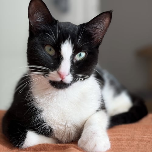 MONOPOLY - Domestic Short Hair available for adoption