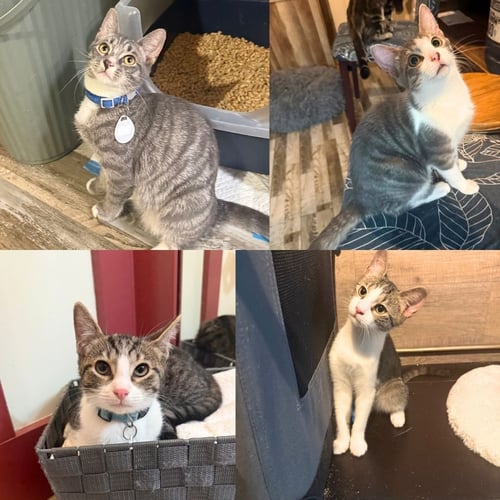 APPA & THE AVATAR KITTENS - Domestic Short Hair available for adoption