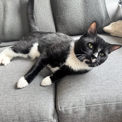 SCRABBLE - Domestic Short Hair available for adoption