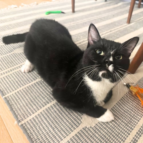 SCRABBLE - Domestic Short Hair available for adoption