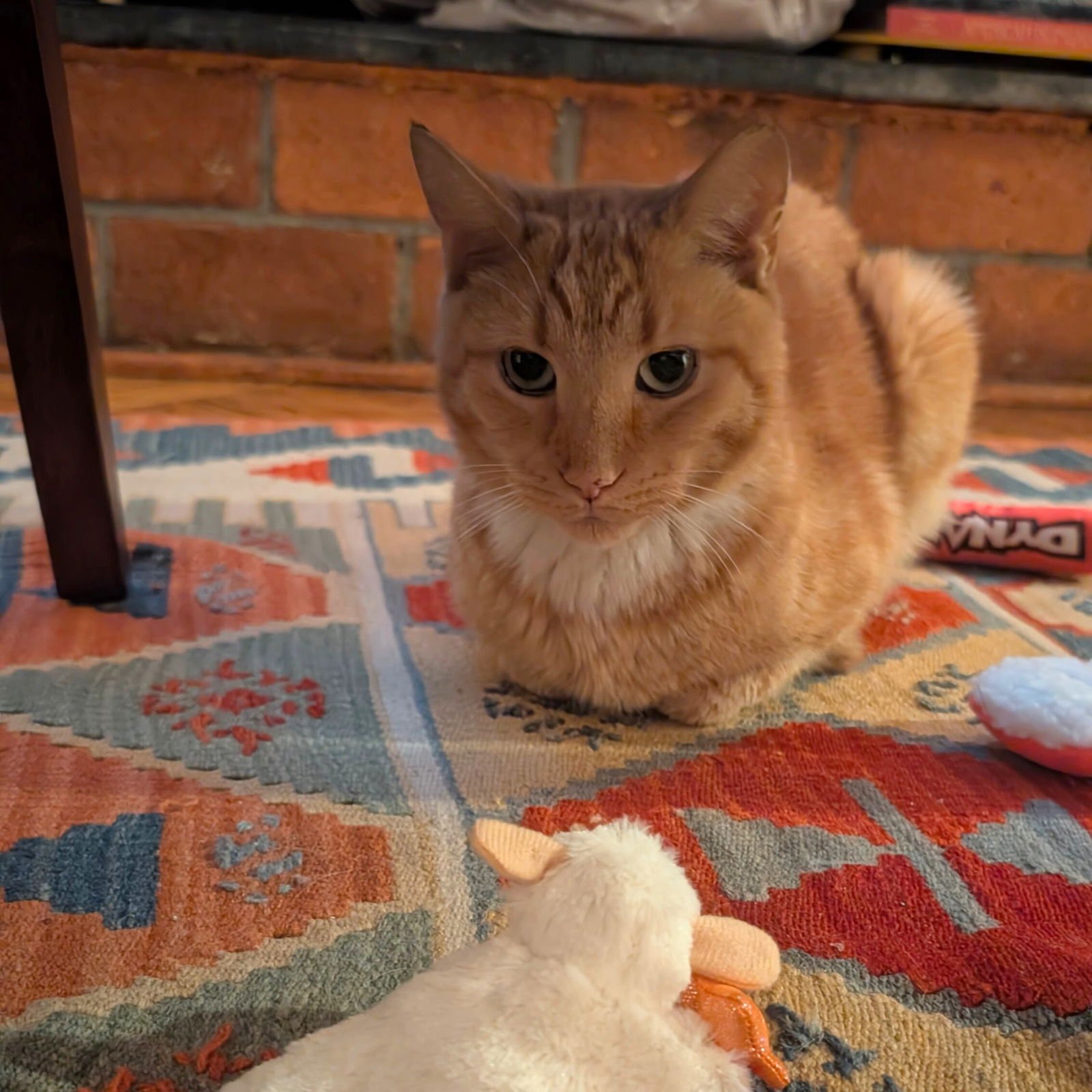 CRY ME A RIVER - Domestic Short Hair available for adoption