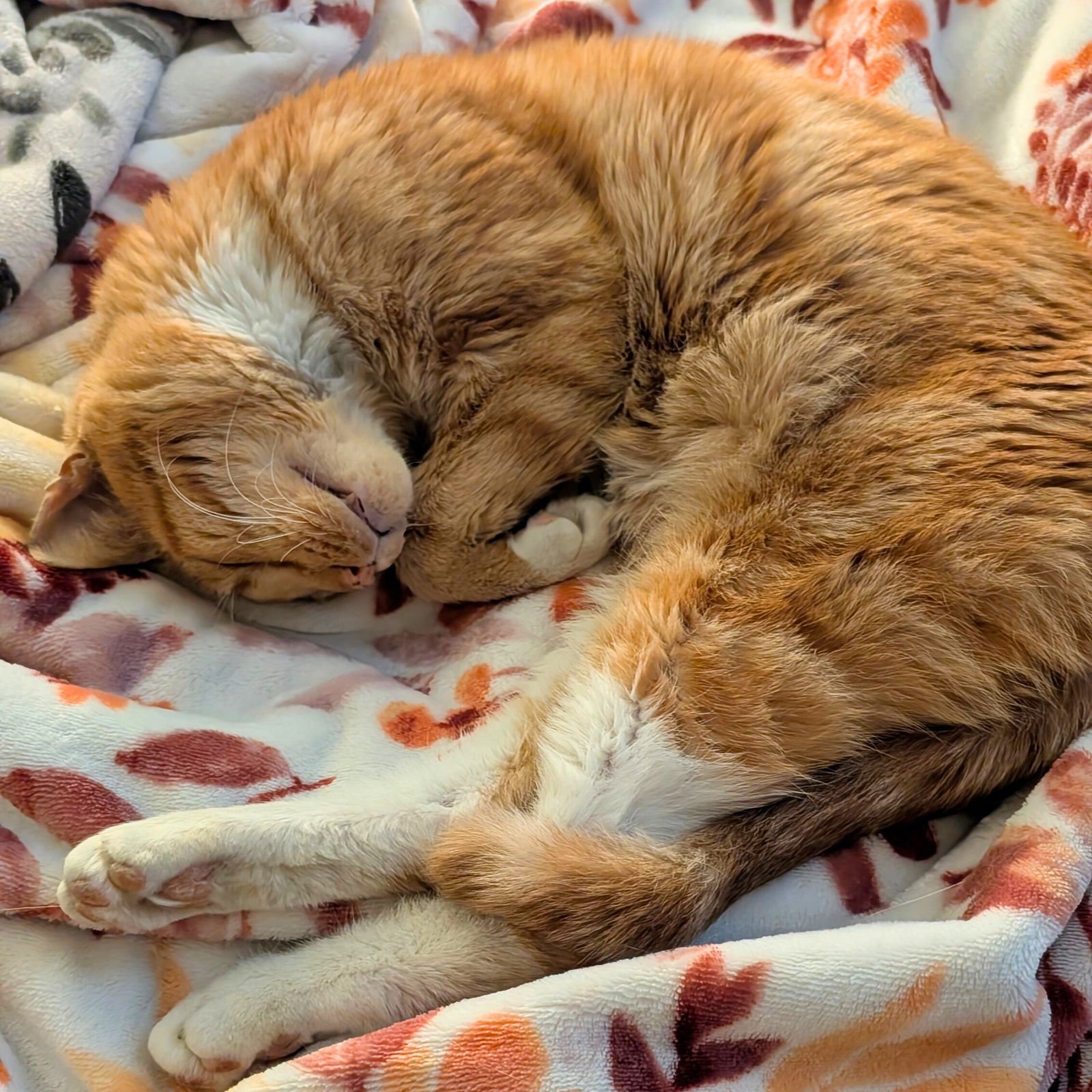 CRY ME A RIVER - Domestic Short Hair available for adoption