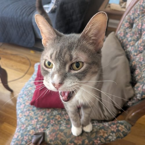 ZIP TIE - Domestic Short Hair available for adoption