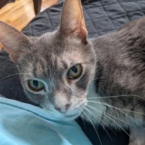 ZIP TIE - Domestic Short Hair available for adoption