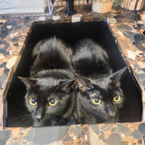 BRACES & WATERPIK - Domestic Short Hair available for adoption