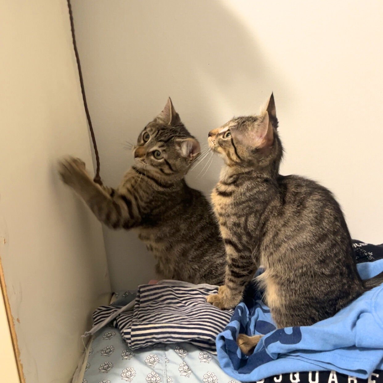 JET2 & VUELING - Domestic Short Hair available for adoption