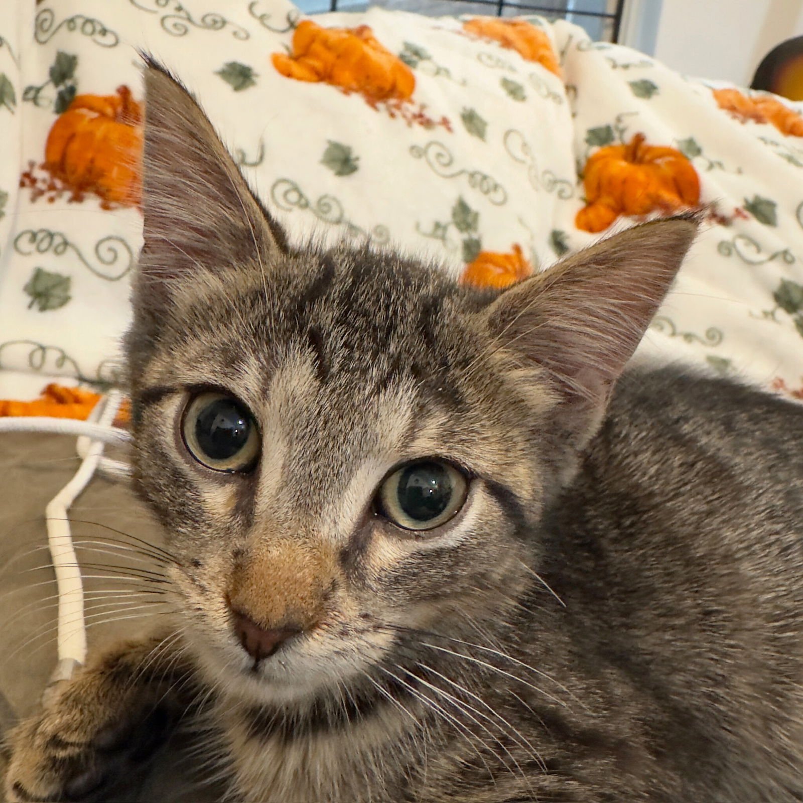 Jet2 & Vueling - Photo 3